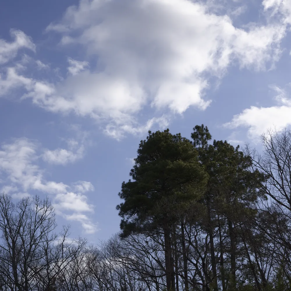 工房前の松の木
